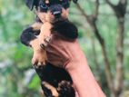 Rottweiler Puppies