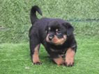 Rottweiler Puppies