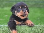 Rottweiler Puppies