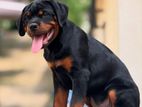 Rottweiler Puppies