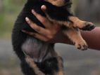 Rottweiler puppies