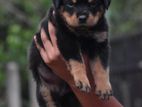 Rottweiler puppies