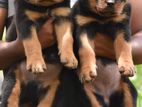 Rottweiler puppies