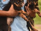 Rottweiler Puppies