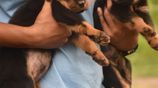 Rottweiler Puppies
