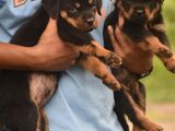 Rottweiler Puppies