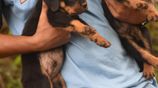 Rottweiler Puppies
