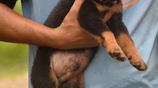 Rottweiler Puppies