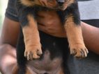 Rottweiler puppies