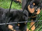 Rottweiler Puppies