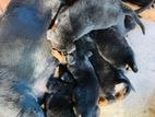 Rottweiler Puppies