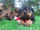 Rottweiler Puppies