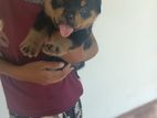 Rottweiler puppies