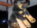 Rottweiler Puppies