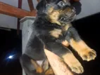 Rottweiler Puppies