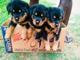 Rottweiler Puppies