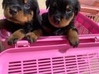 Rottweiler Puppies