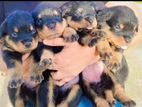 Rottweiler Puppies