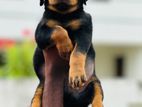 Rottweiler Puppies