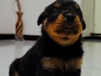 Rottweiler Puppies