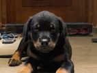 Rottweiler Puppies