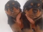 Rottweiler Puppies