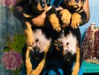 Rottweiler Puppies