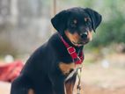 Rottweiler Puppy
