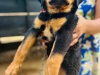 Rottweiler Puppies