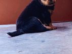 Rottweiler Puppies