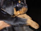 ROTTWEILER PUPPIES