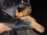 ROTTWEILER PUPPIES
