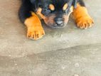ROTTWEILER PUPPIES
