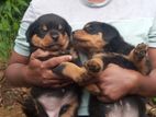 Rottweiler Puppies