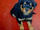 Rottweiler Puppies