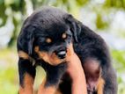 Rottweiler Puppies