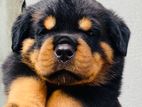 Rottweiler Puppies