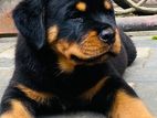 Rottweiler Puppies