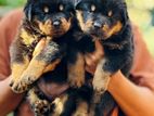 Rottweiler Puppies