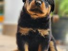 Rottweiler Puppies