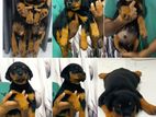 Rottweiler Puppies