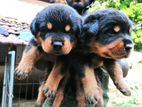 Rottweiler Puppies