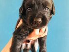 Rottweiler Puppies