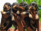 Rottweiler Puppies