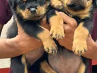 Rottweiler Puppies