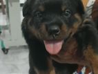 Rottweiler Puppies