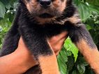 Rottweiler Puppies