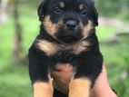 Rottweiler Puppies