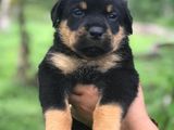 Rottweiler Puppies