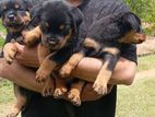 Rottweiler Puppies